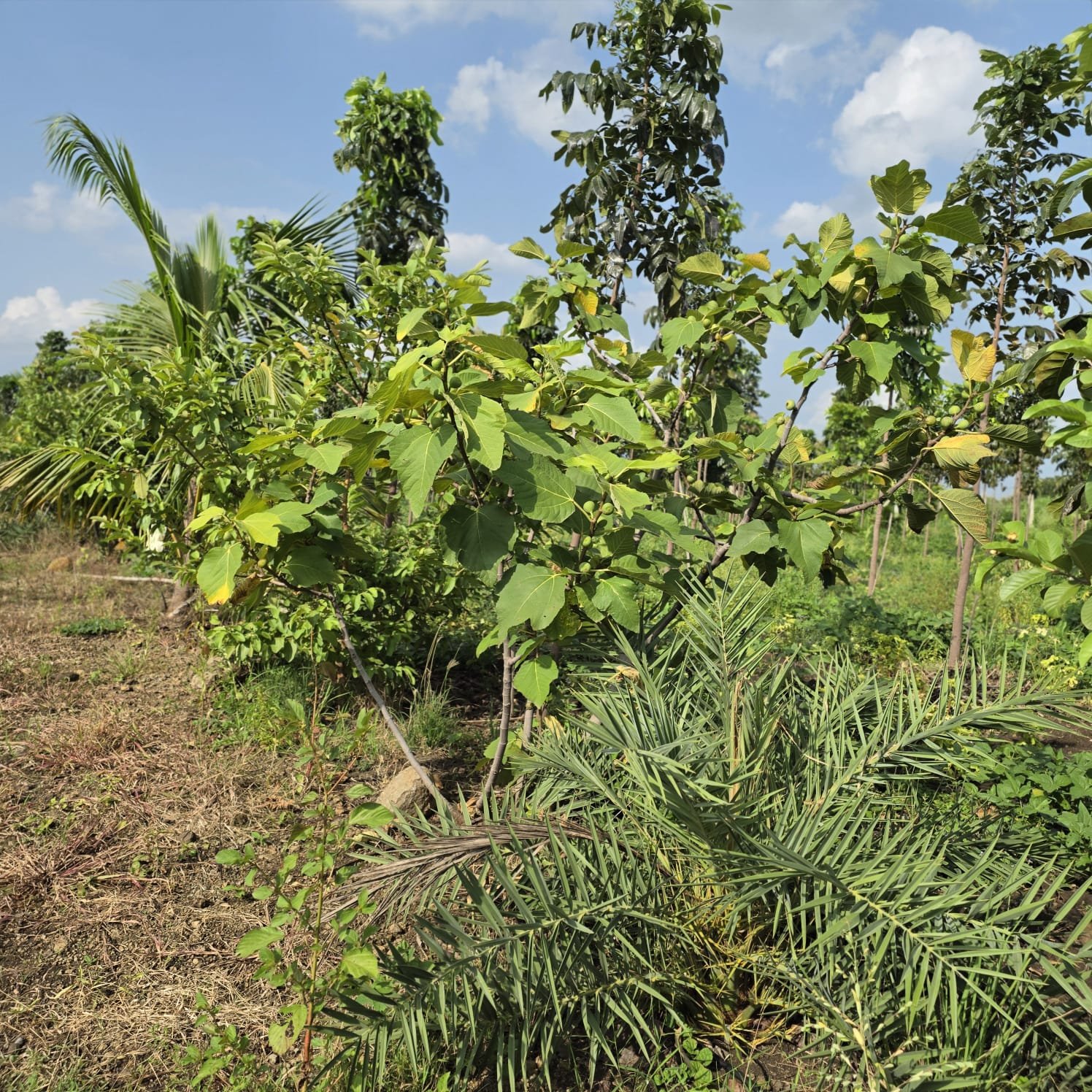 Mixed Plantation