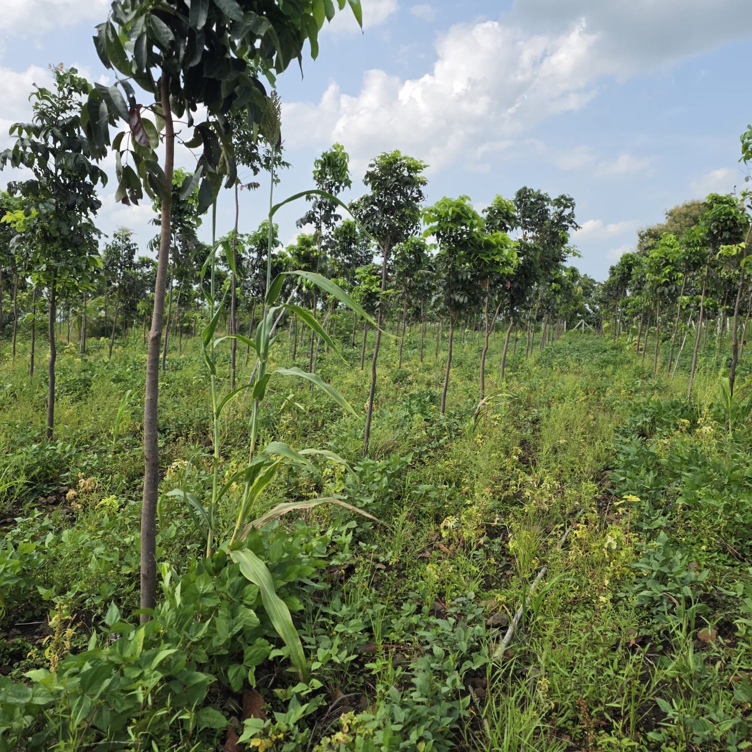 Intercropped Farmland