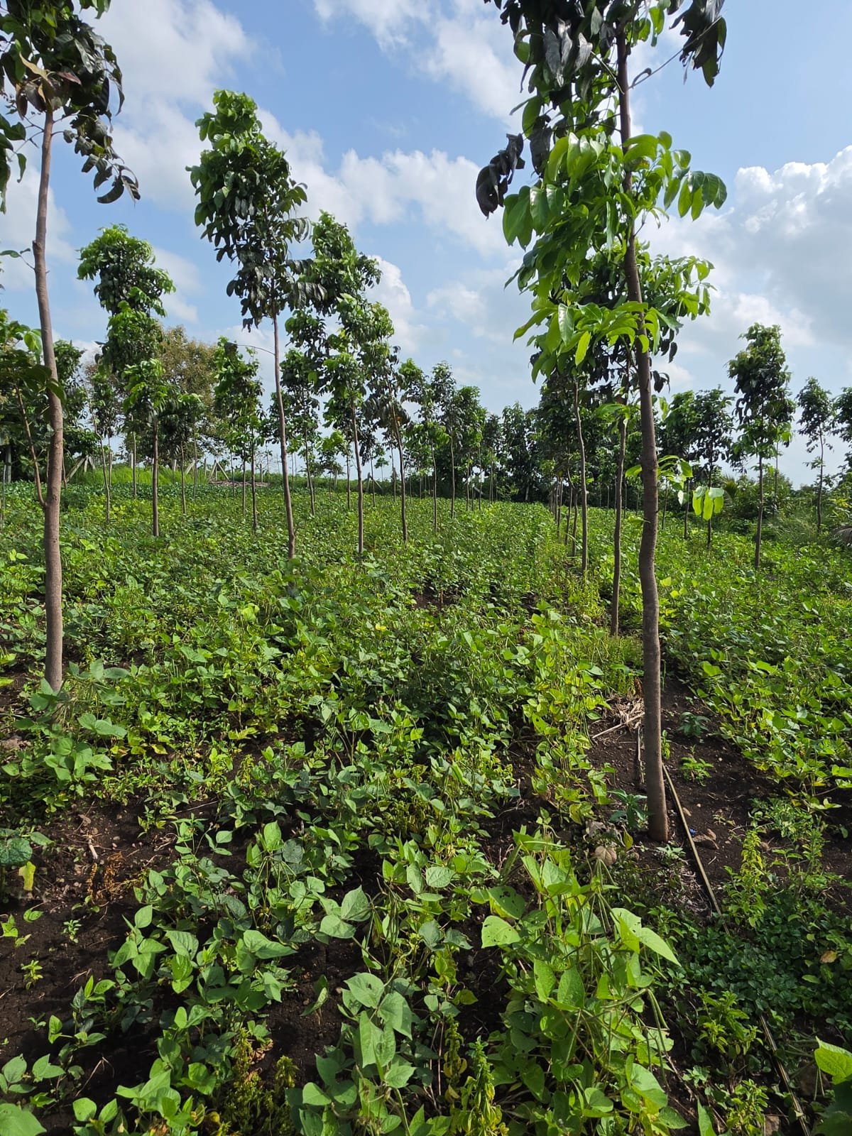 Mahogany Plantation