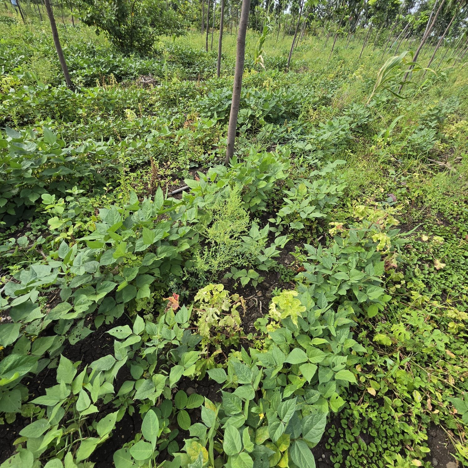 Intercrop Greenery