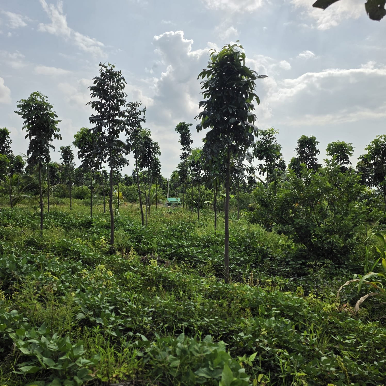 Lush Green Plantation