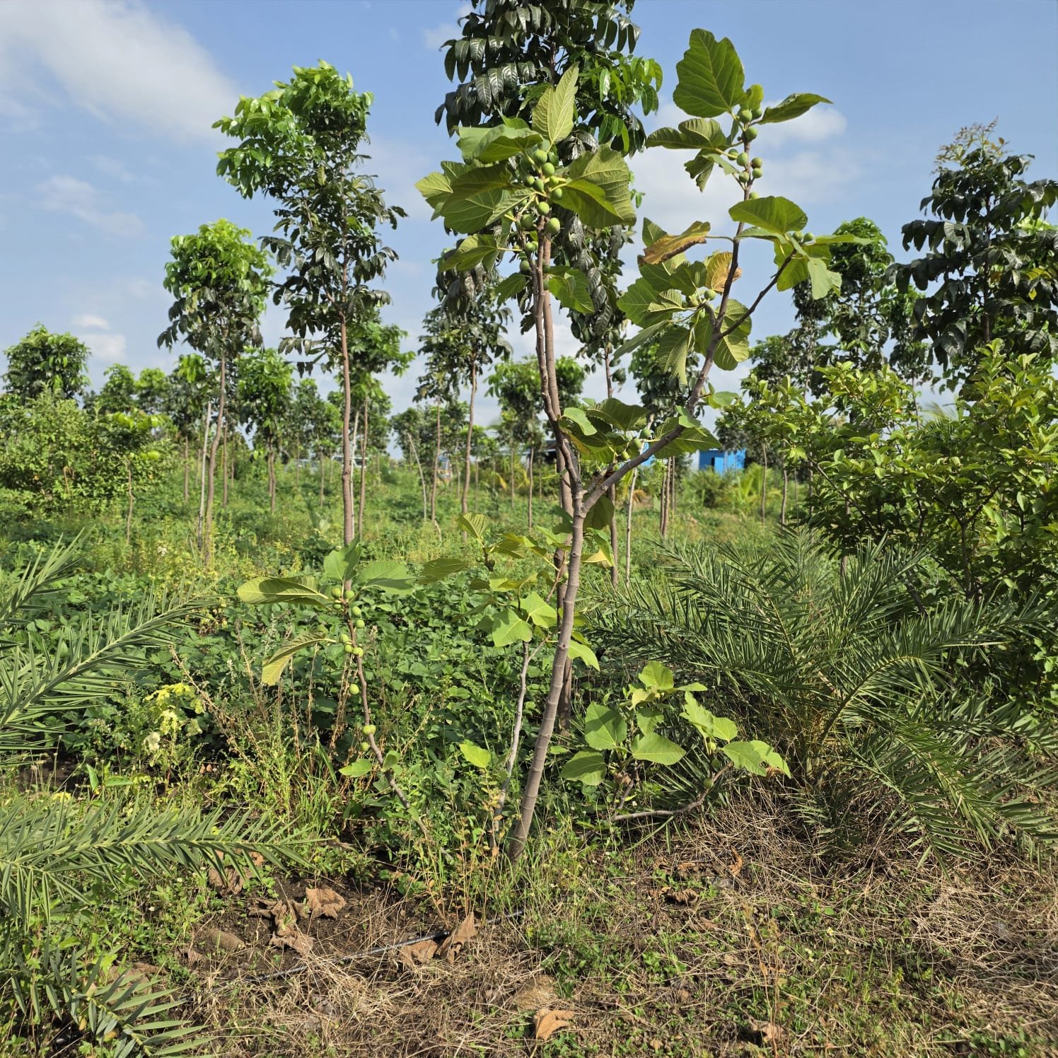 Growing Mahogany