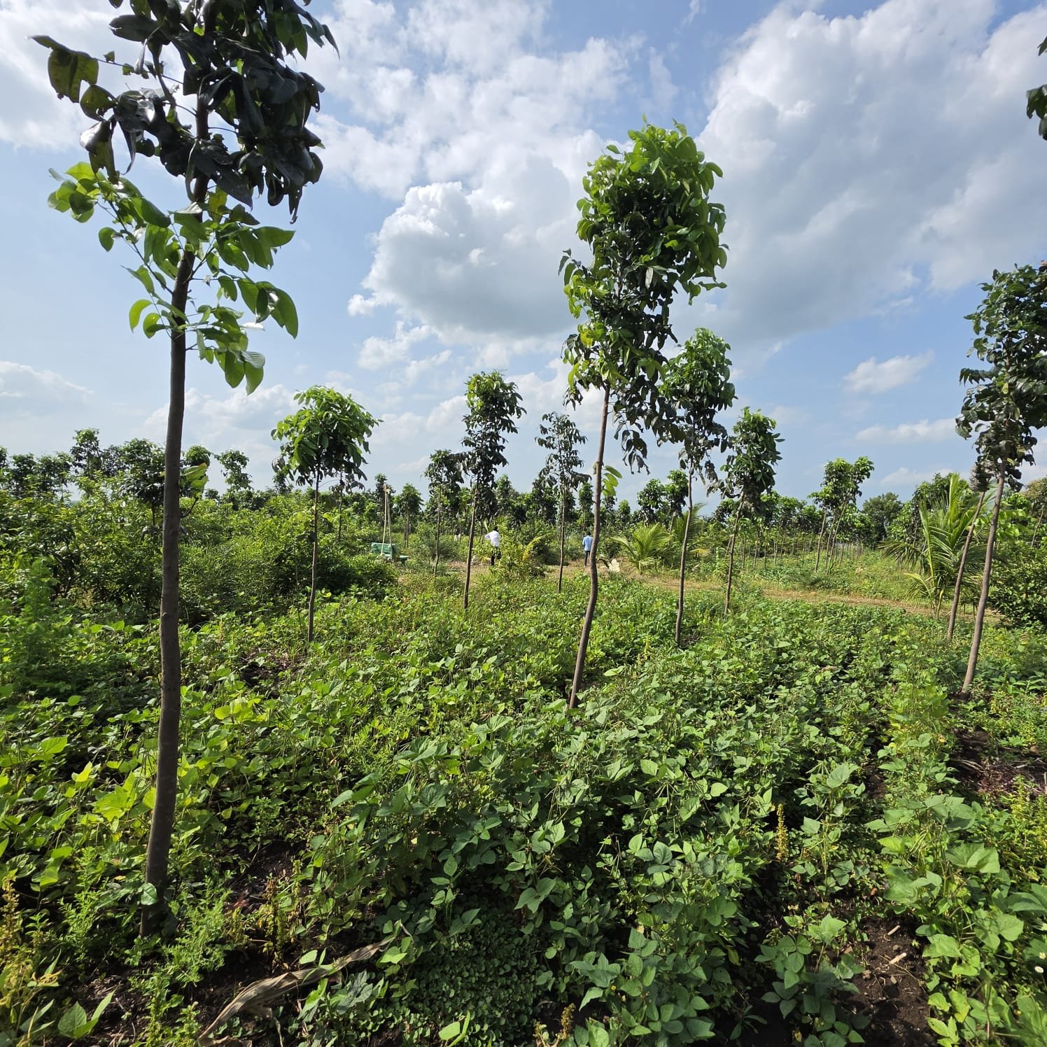 Field Visit