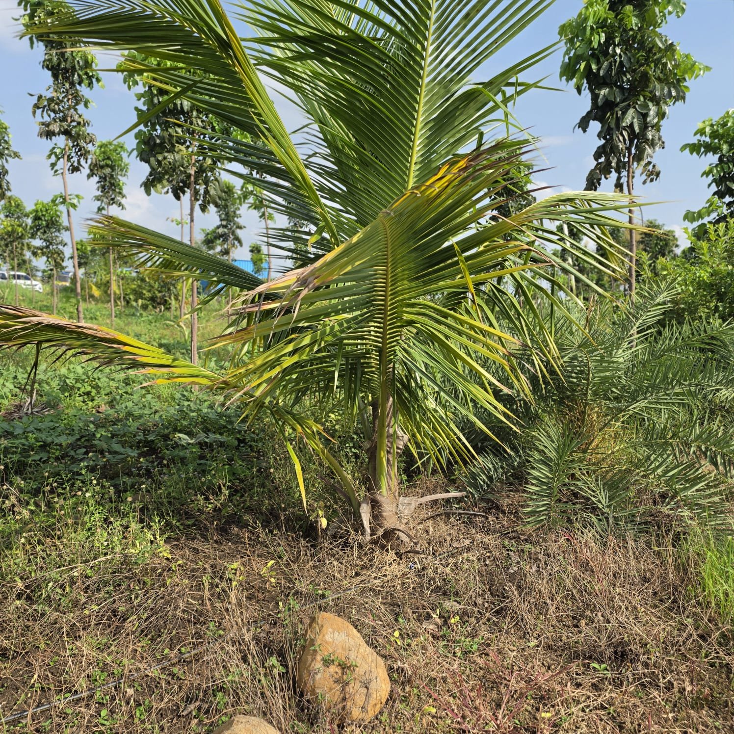 Palm Saplings