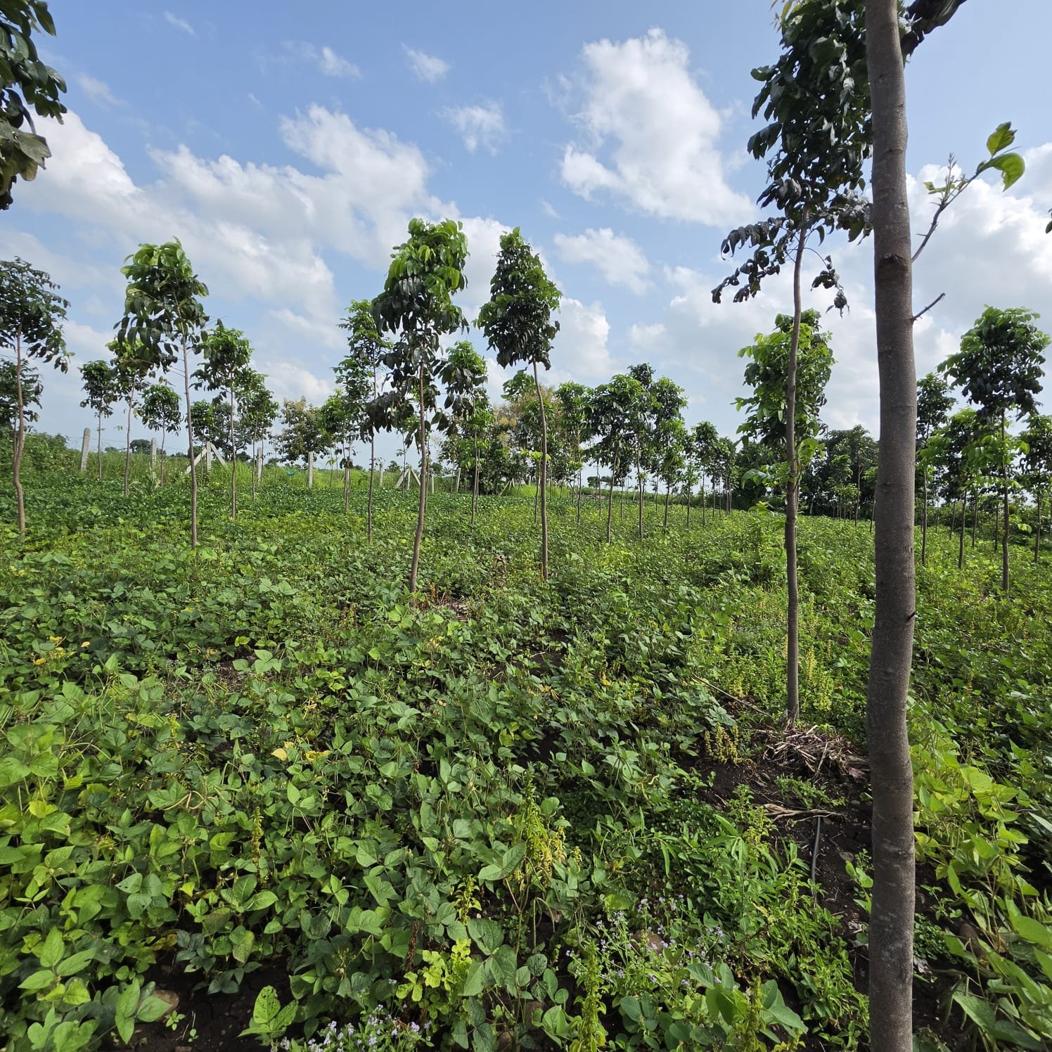 Lush Green Plantation