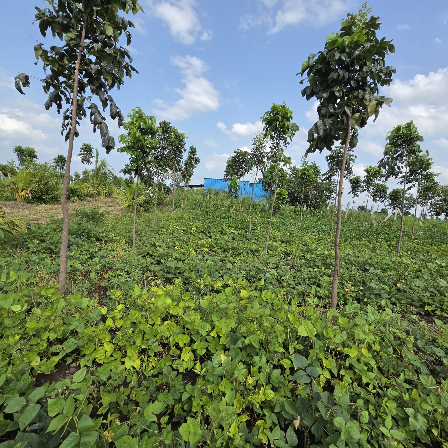Plantation Site
