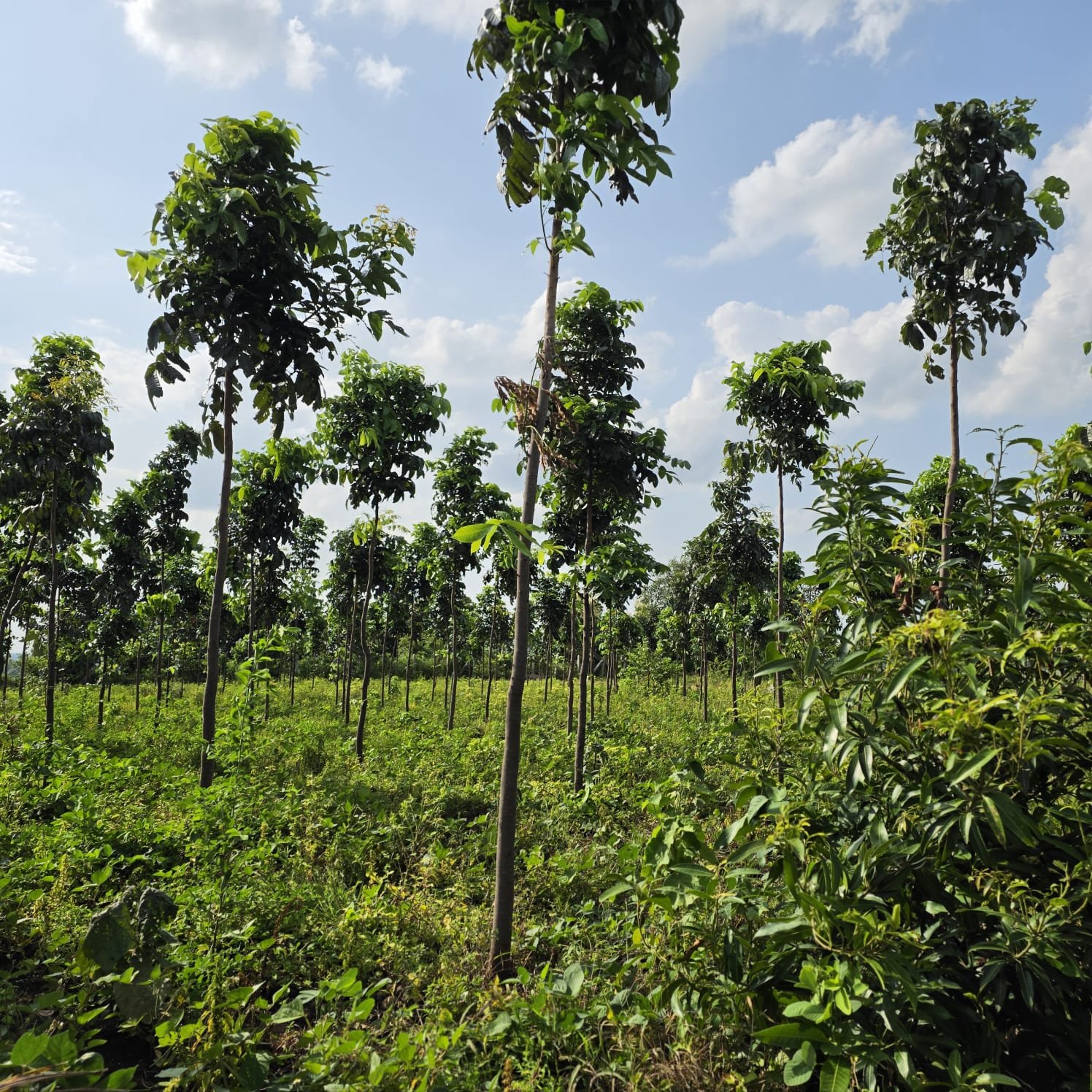 Lush Green Plantation