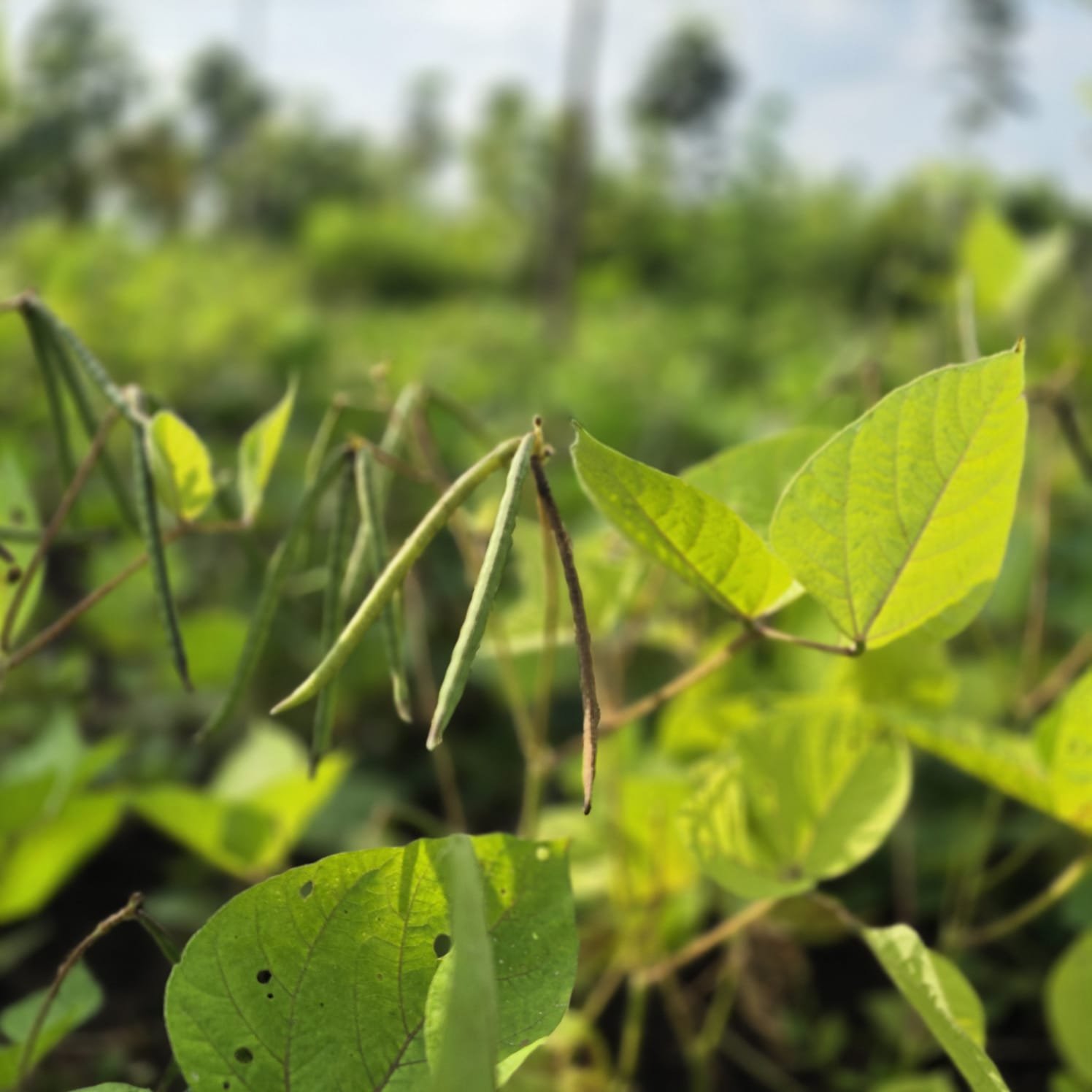 Mana Polam Phase 1 farm land