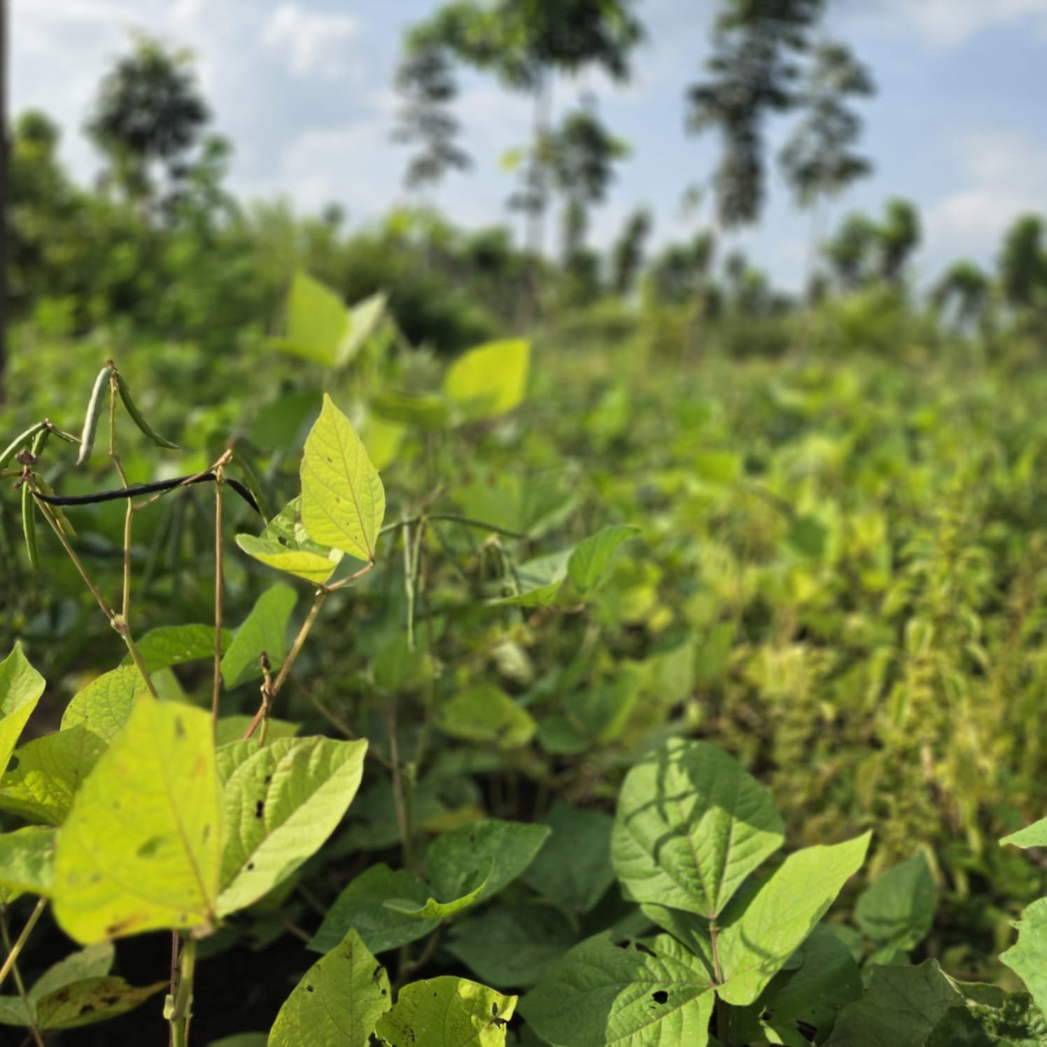 Mana Polam Phase 2 farm land