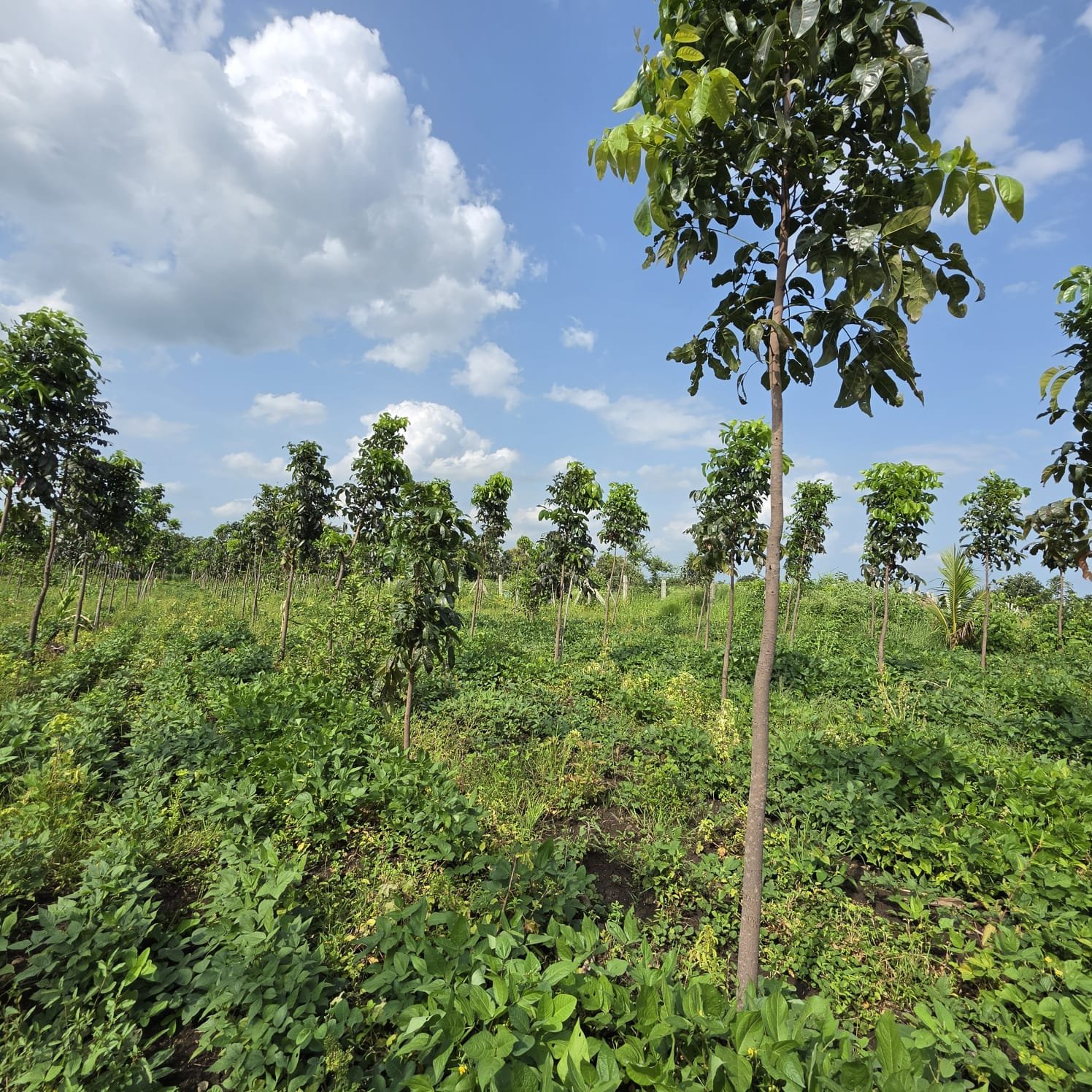 Mana Polam Phase 3 farm land