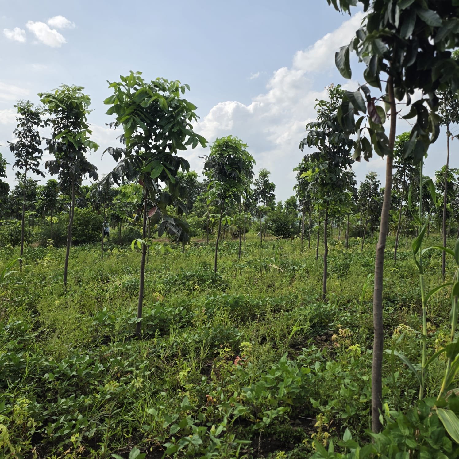 Mana Polam Phase 4 farm land