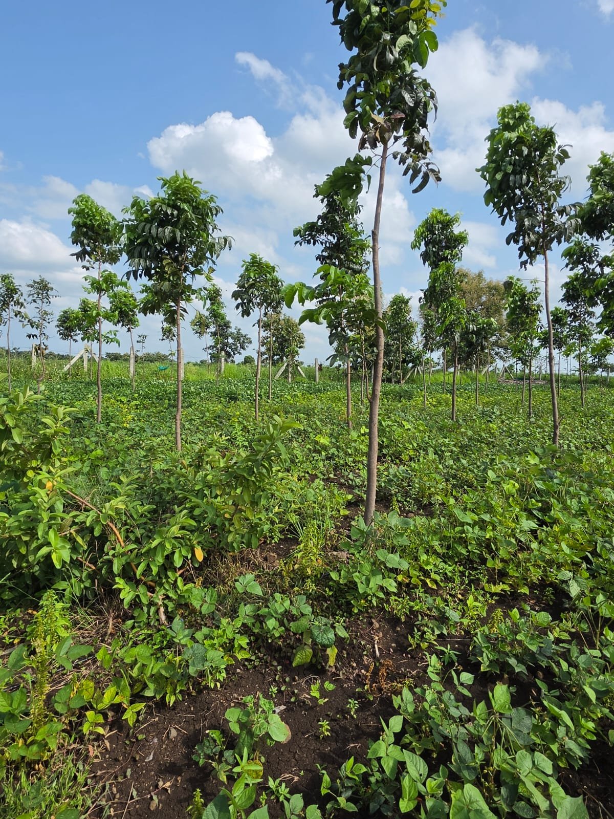 Kalpavruksha farm land
