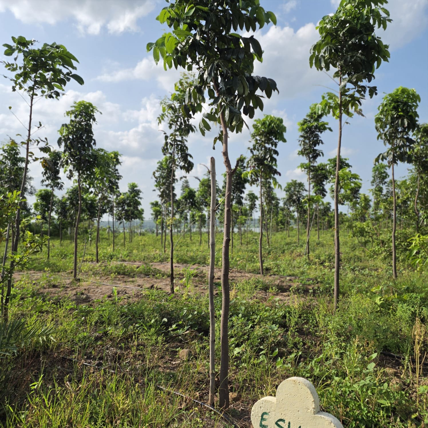 Lotus Green Heaven farm land